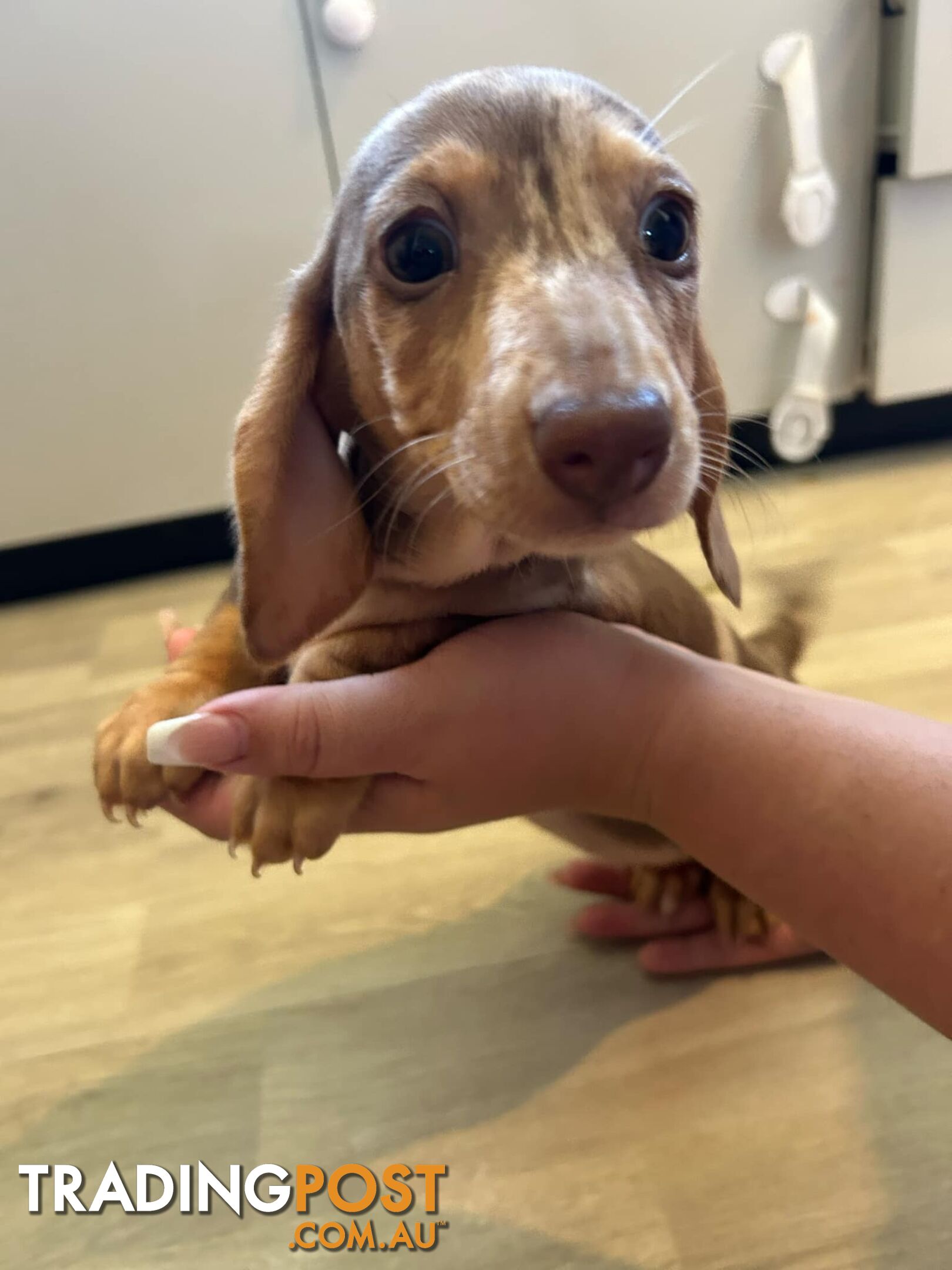 READY NOW!! Beautiful Dachshund puppies