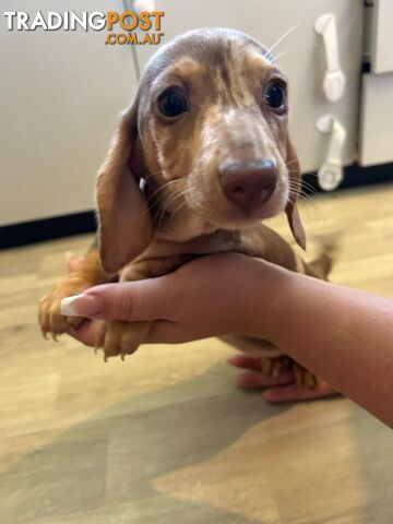 READY NOW!! Beautiful Dachshund puppies