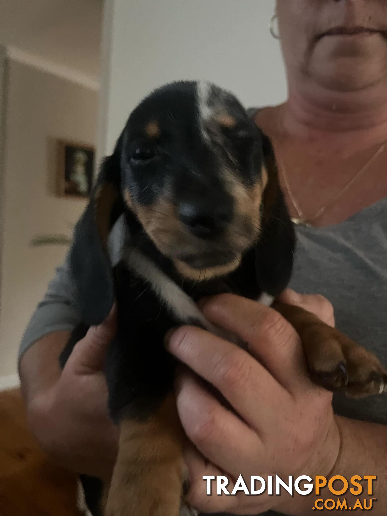 READY NOW!! Beautiful Dachshund puppies