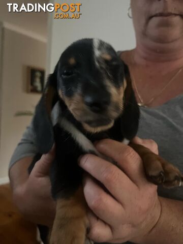 READY NOW!! Beautiful Dachshund puppies