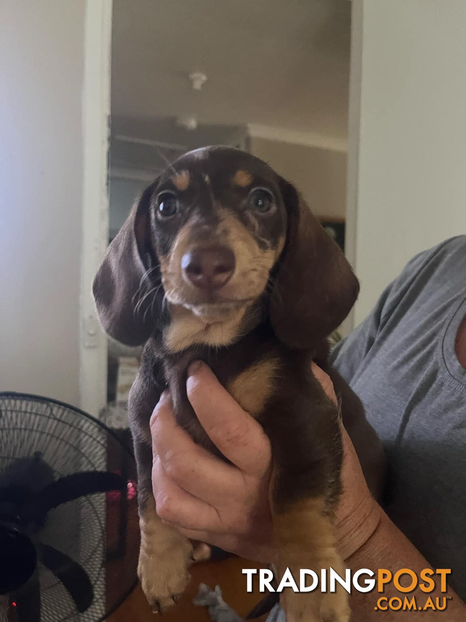 READY NOW!! Beautiful Dachshund puppies