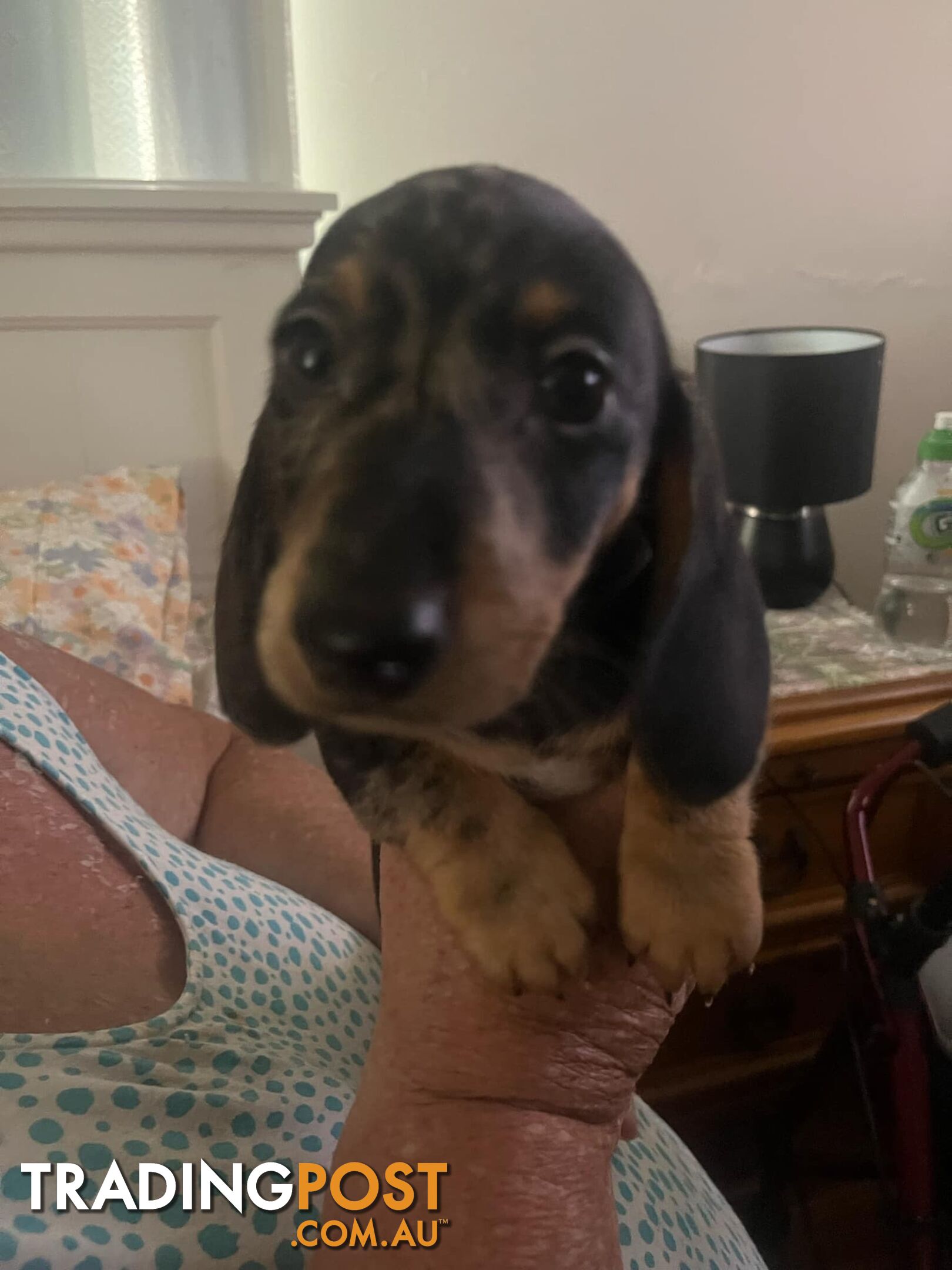 READY NOW!! Beautiful Dachshund puppies