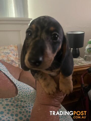 READY NOW!! Beautiful Dachshund puppies