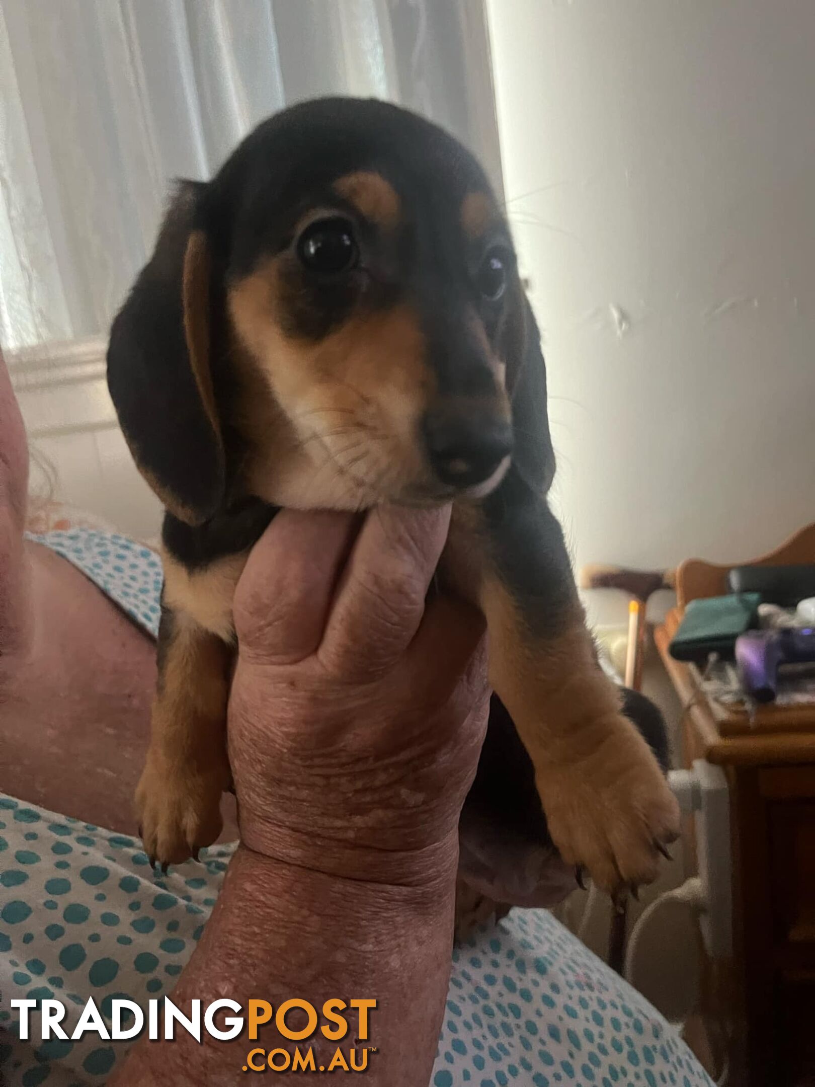 READY NOW!! Beautiful Dachshund puppies