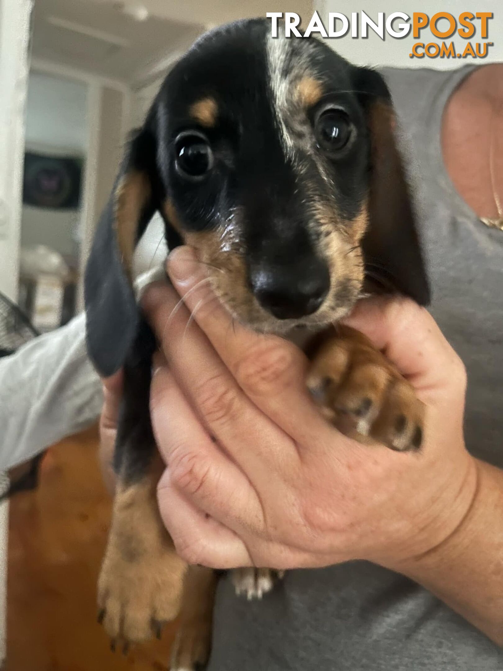 READY NOW!! Beautiful Dachshund puppies