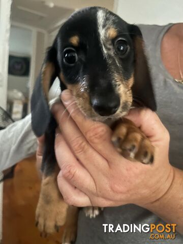 READY NOW!! Beautiful Dachshund puppies