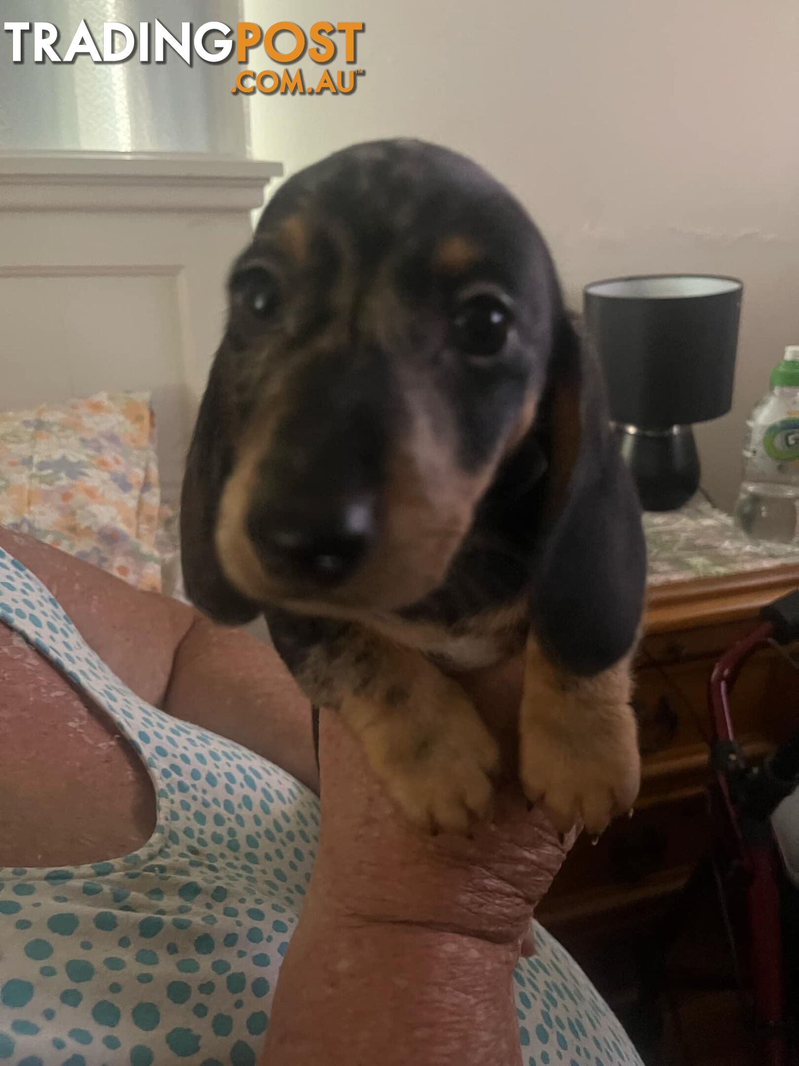 READY NOW!! Beautiful Dachshund puppies