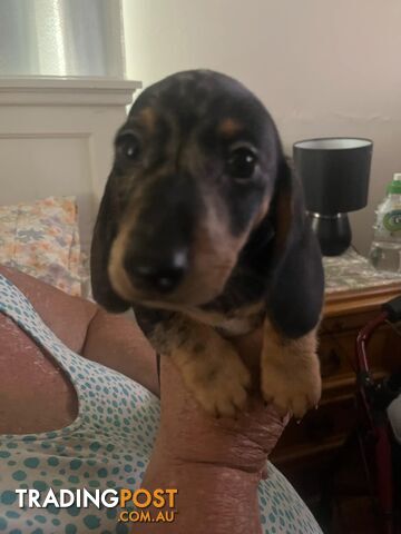 READY NOW!! Beautiful Dachshund puppies