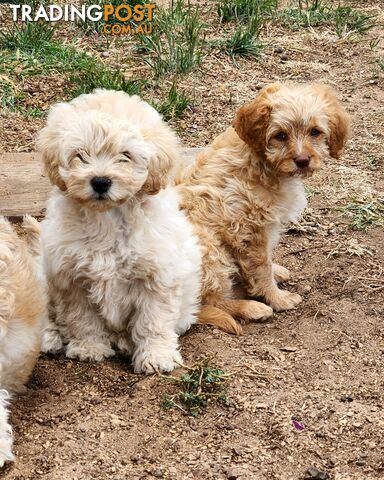 Stunning DNA health tested cavoodle babies!