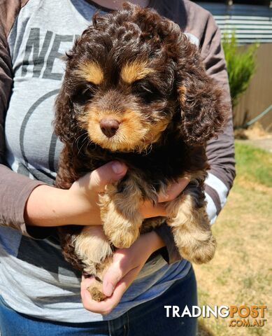 Stunning chocolate phantom cavoodle babies!