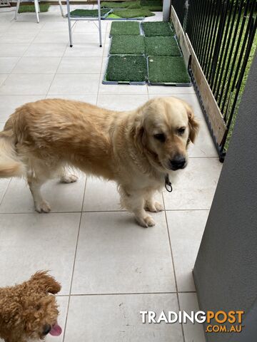 4 year old Golden Retriever Female