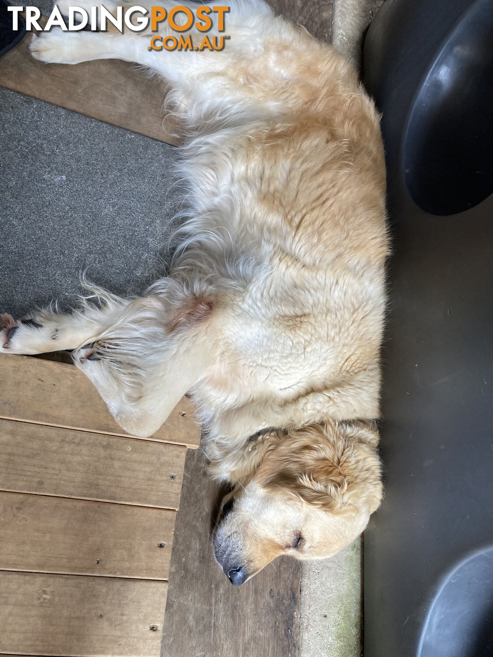 4 year old Golden Retriever Female