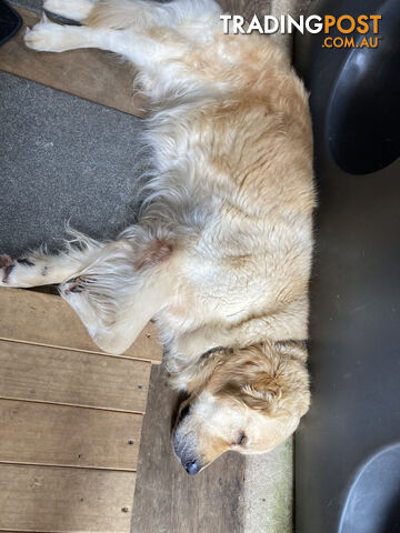 4 year old Golden Retriever Female