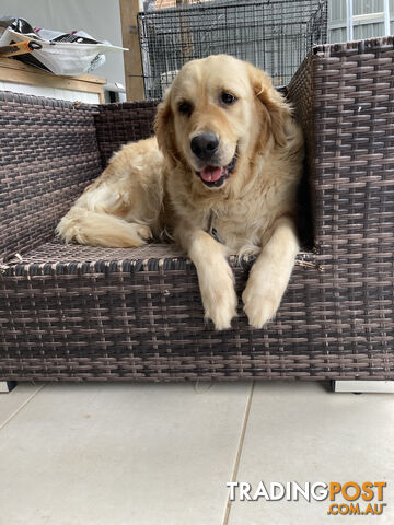 4 year old Golden Retriever Female