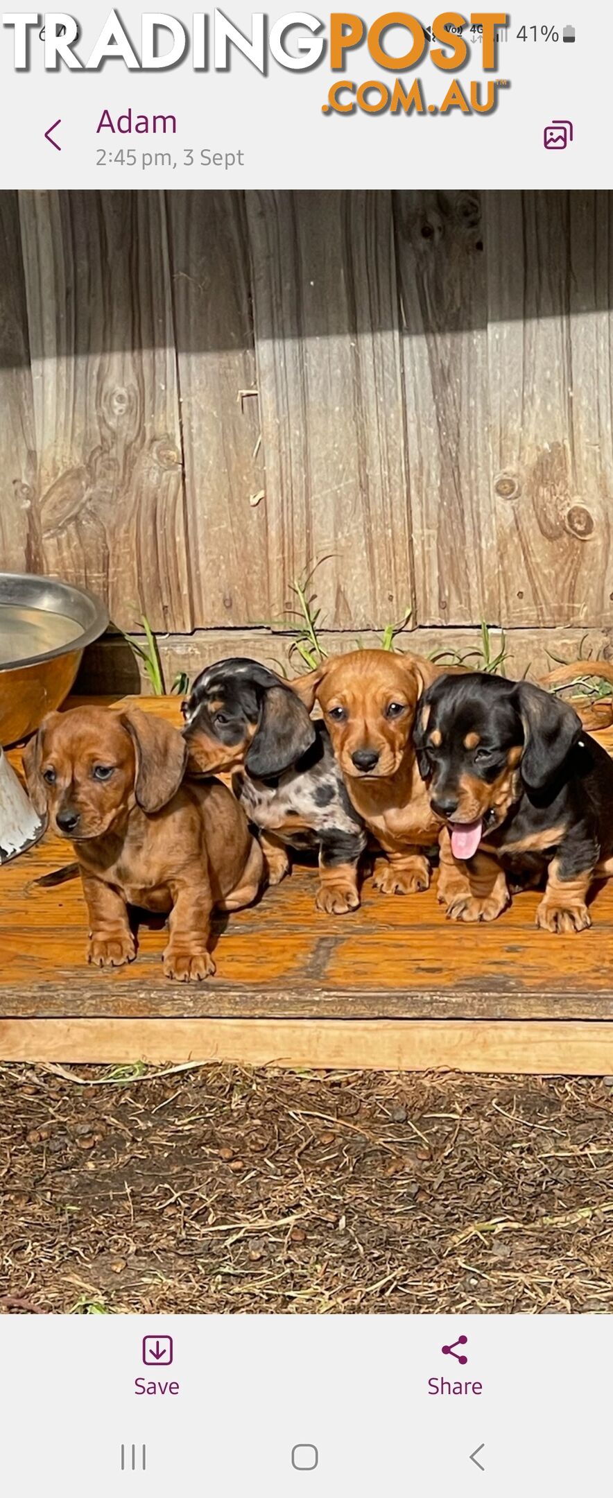 Minature Dachshund Puppies