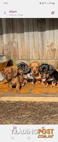 Minature Dachshund Puppies