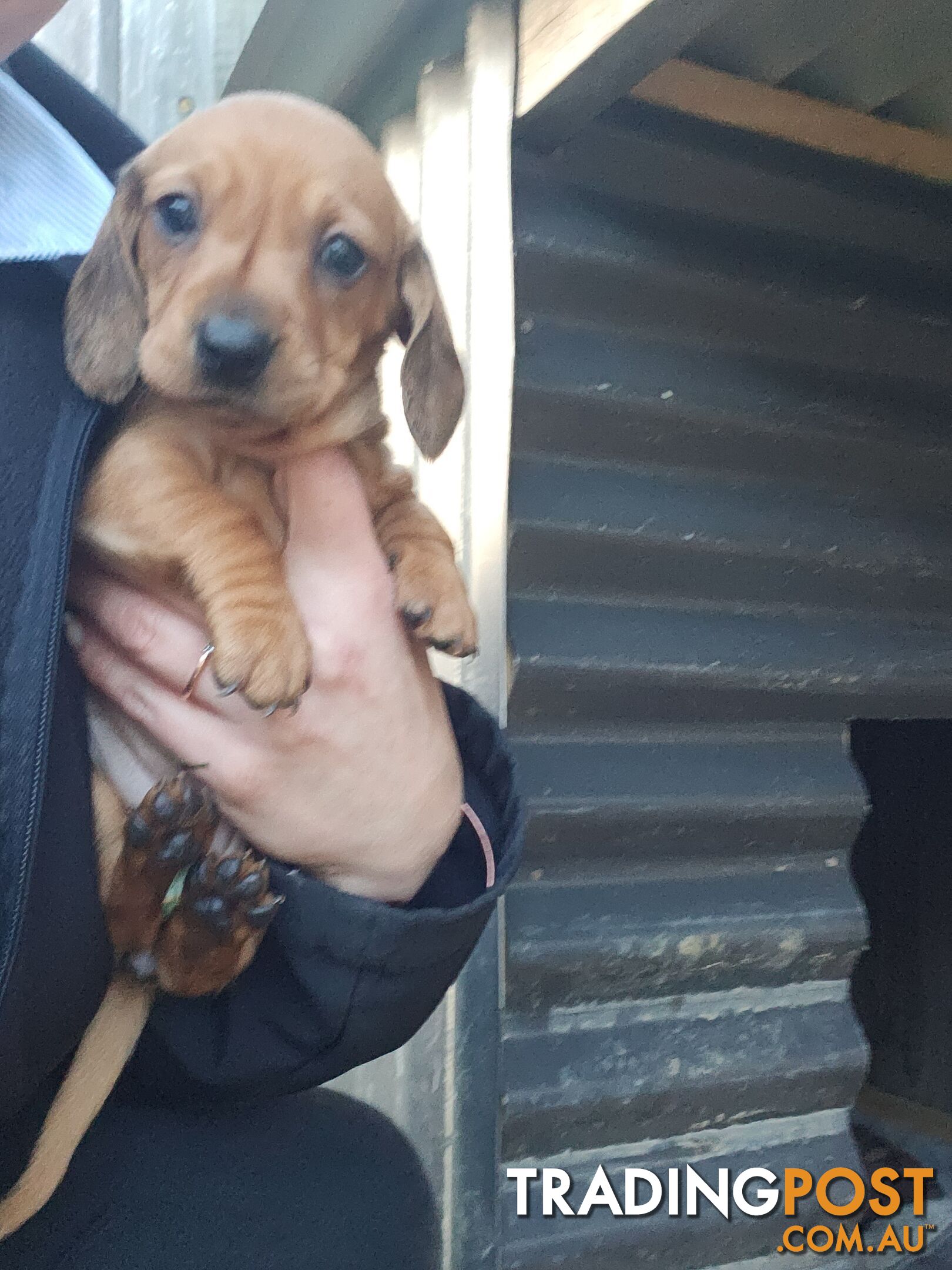 Minature Dachshund Puppies