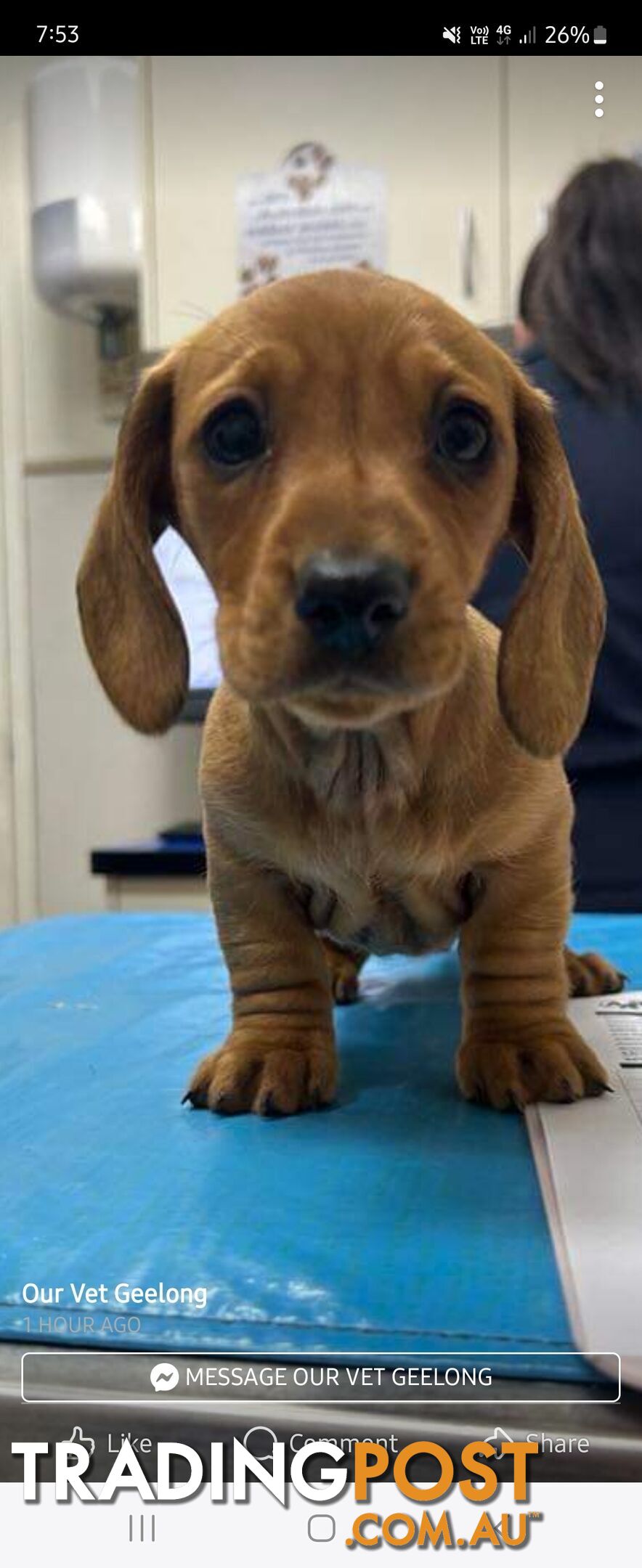 Minature Dachshund Puppies