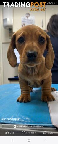 Minature Dachshund Puppies