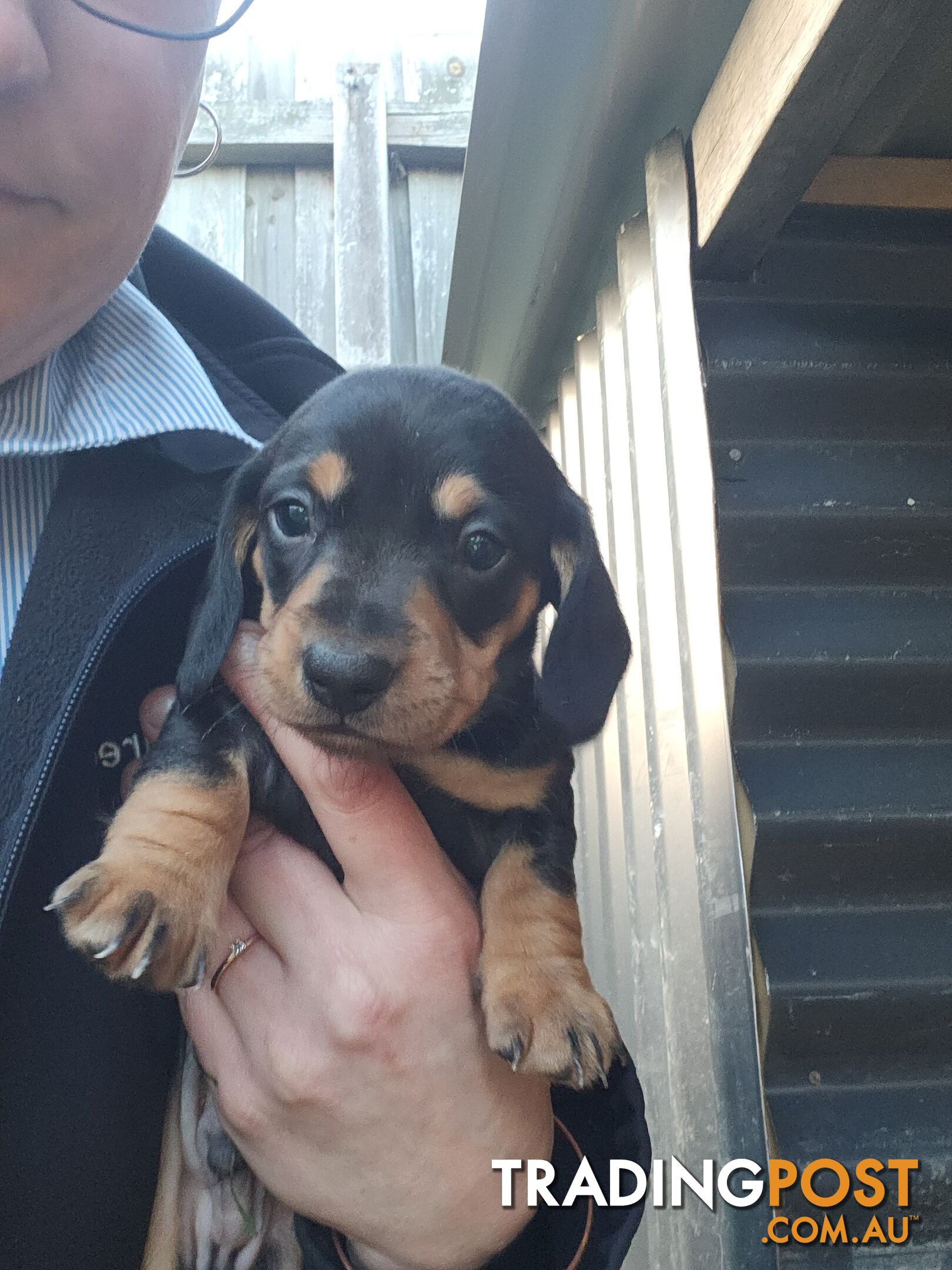 Minature Dachshund Puppies