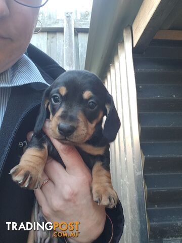 Minature Dachshund Puppies