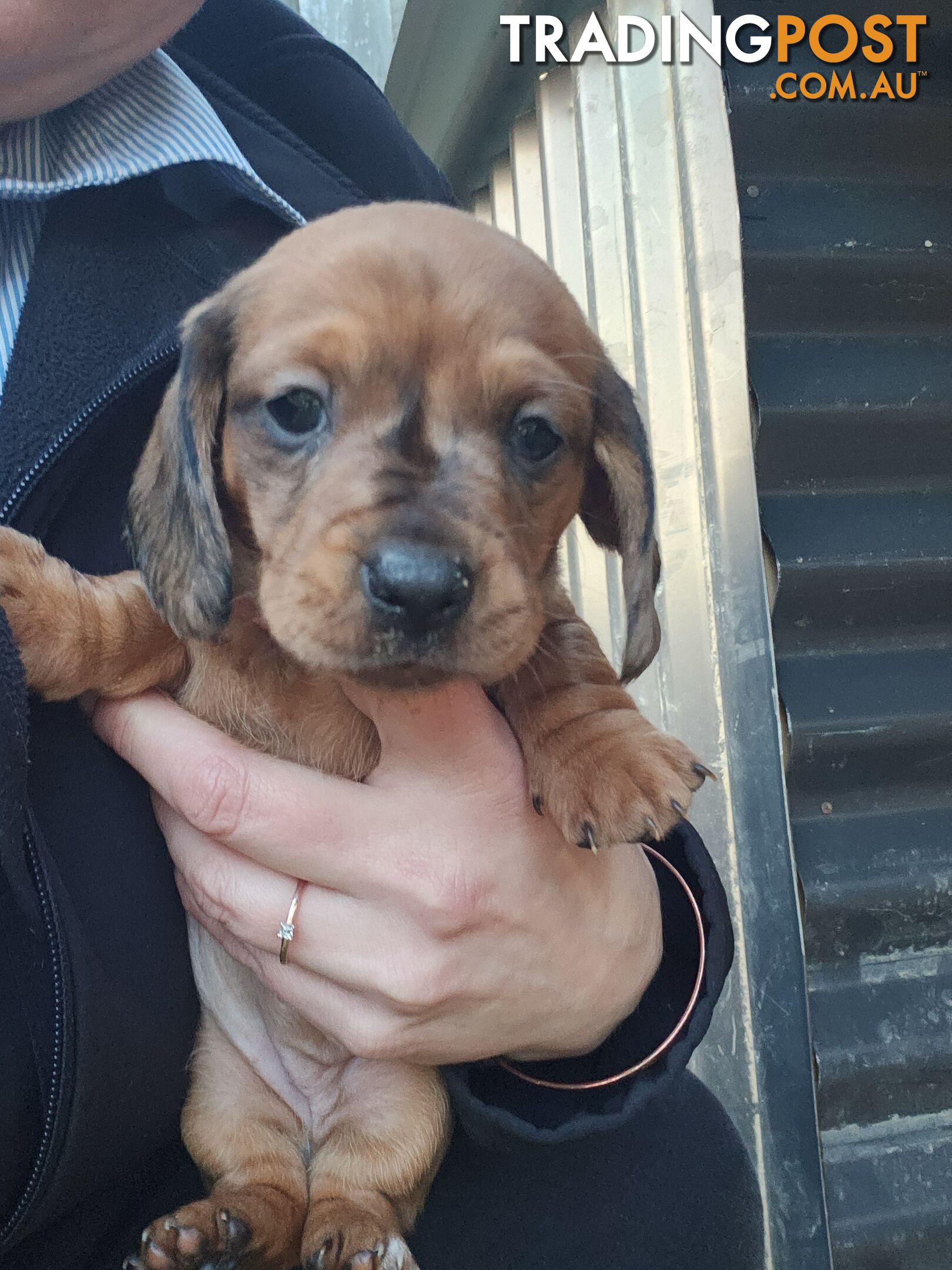 Minature Dachshund Puppies