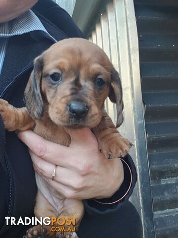 Minature Dachshund Puppies