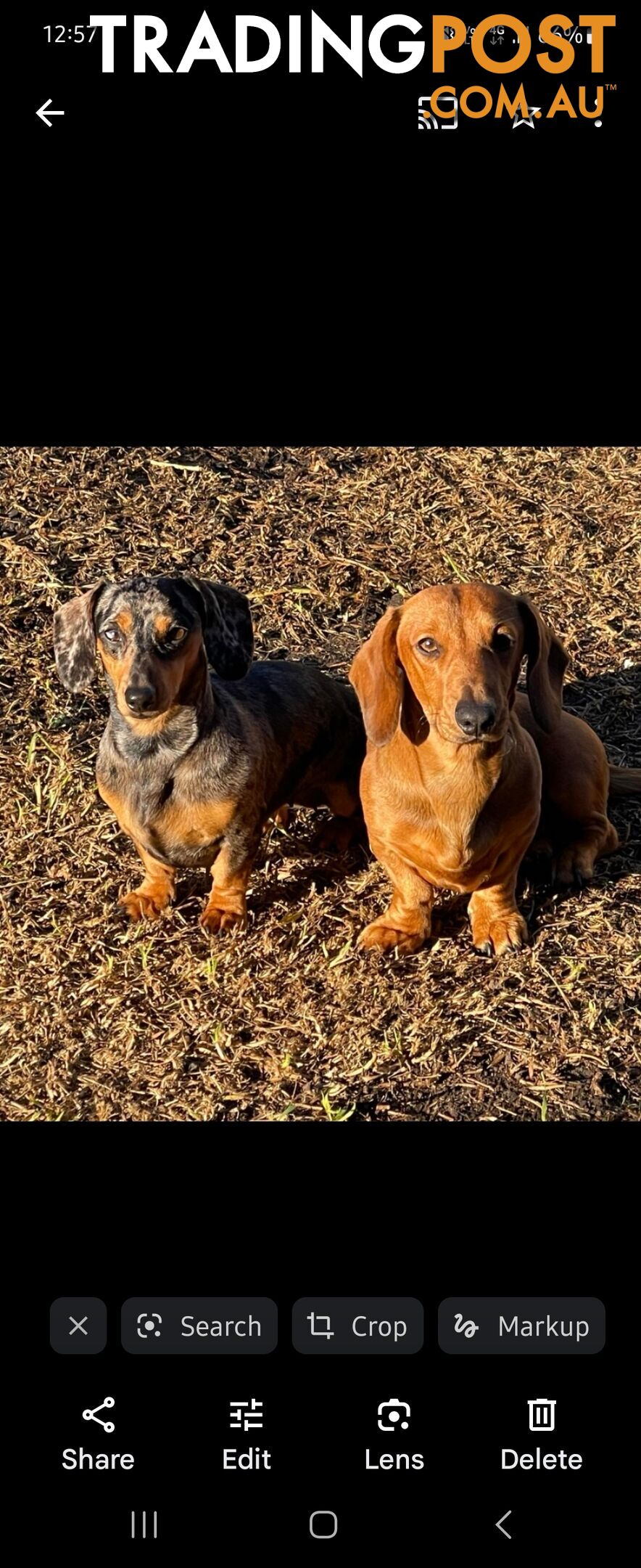 Minature Dachshund Puppies