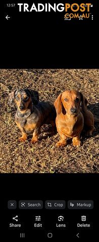 Minature Dachshund Puppies