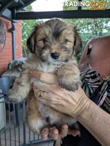 Jackapoo puppies for sale