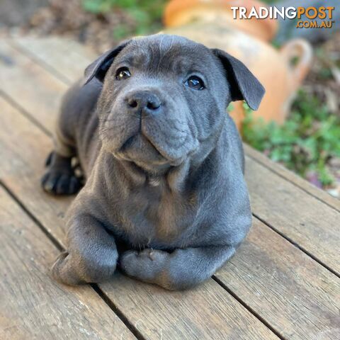 Blue English Staffordshire Bull Terrier (Staffy) Pups