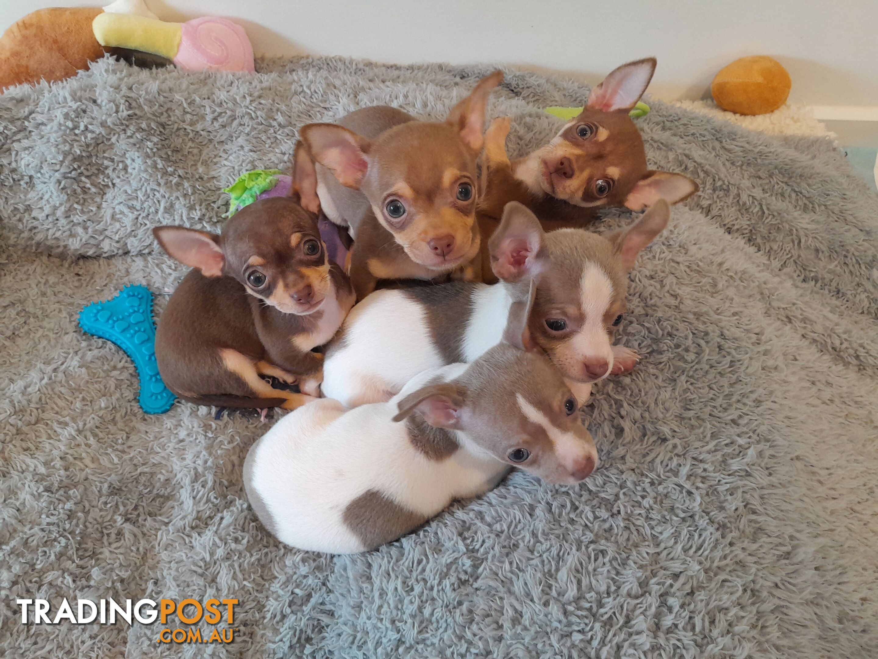 Chihuahua puppies