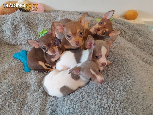 Chihuahua puppies