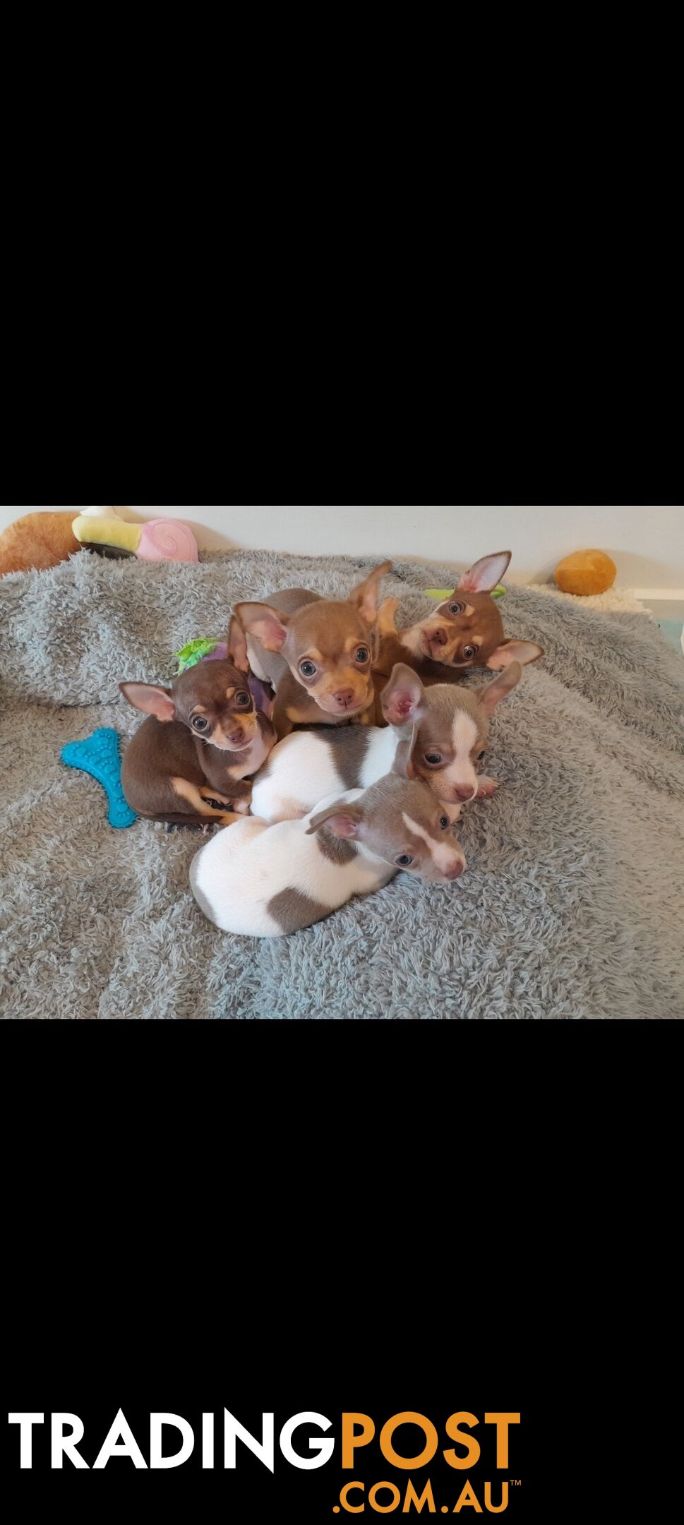 Chihuahua puppies