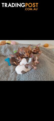 Chihuahua puppies