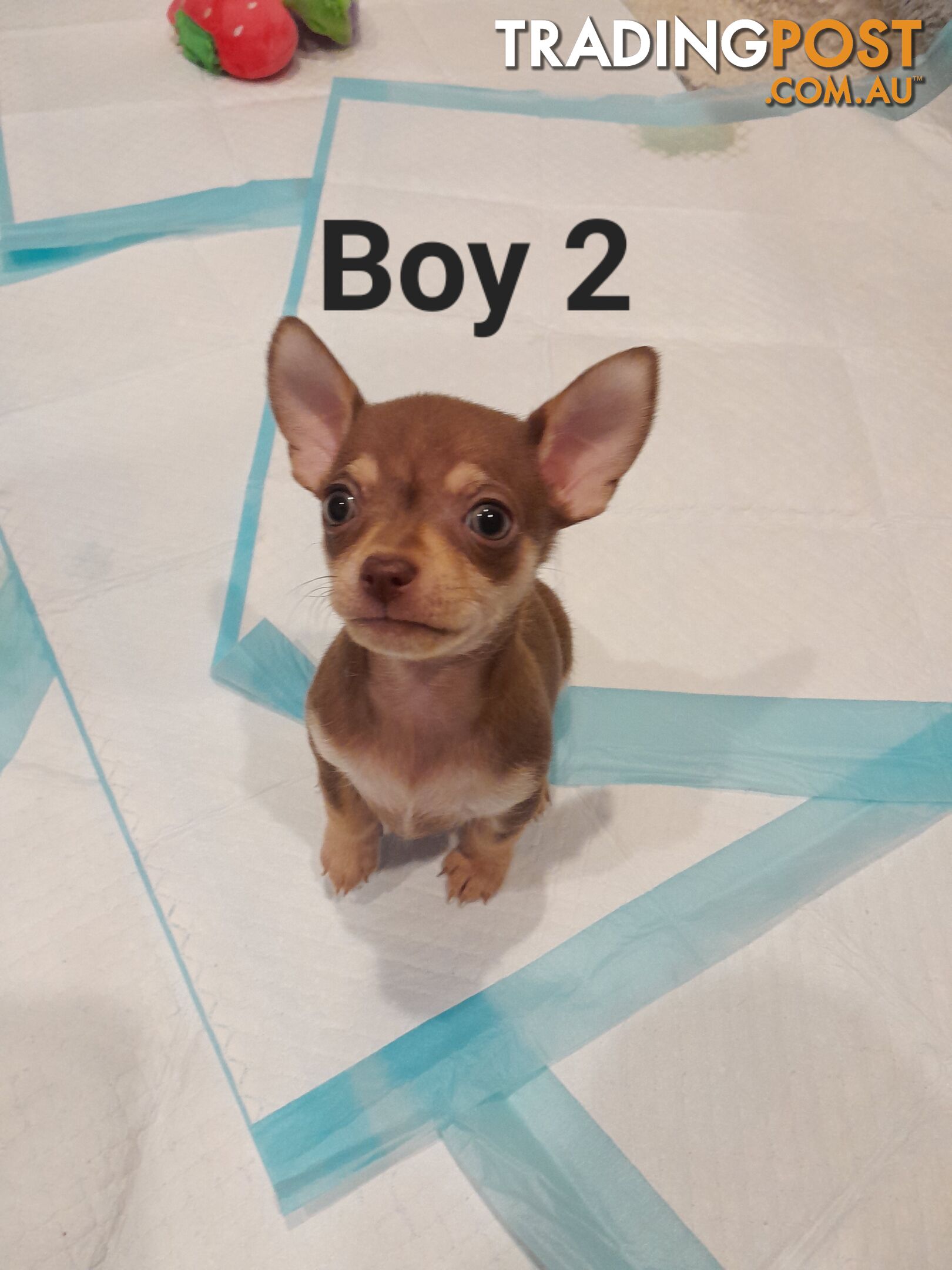 Chihuahua puppies