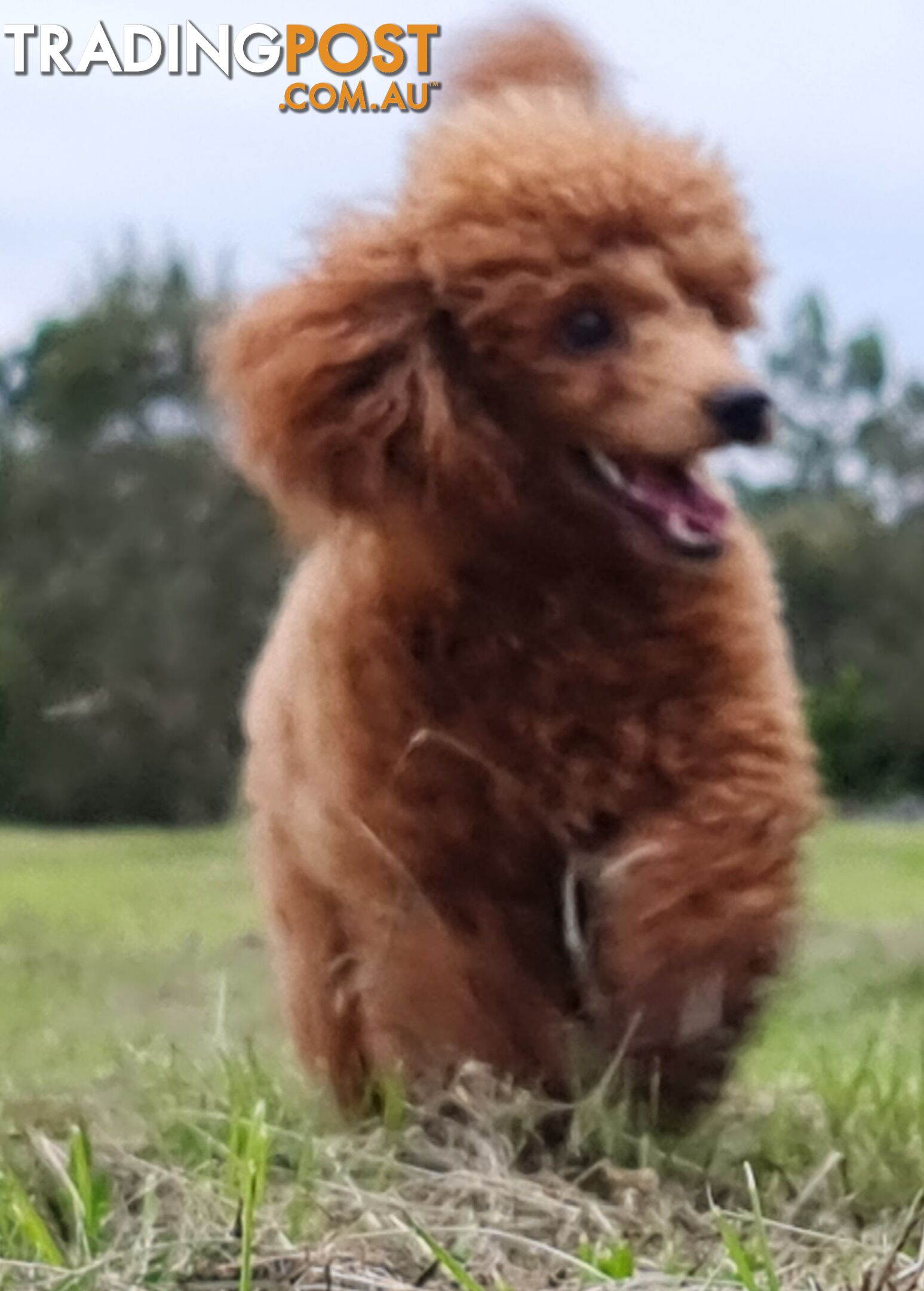 Toy Poodles all purebred