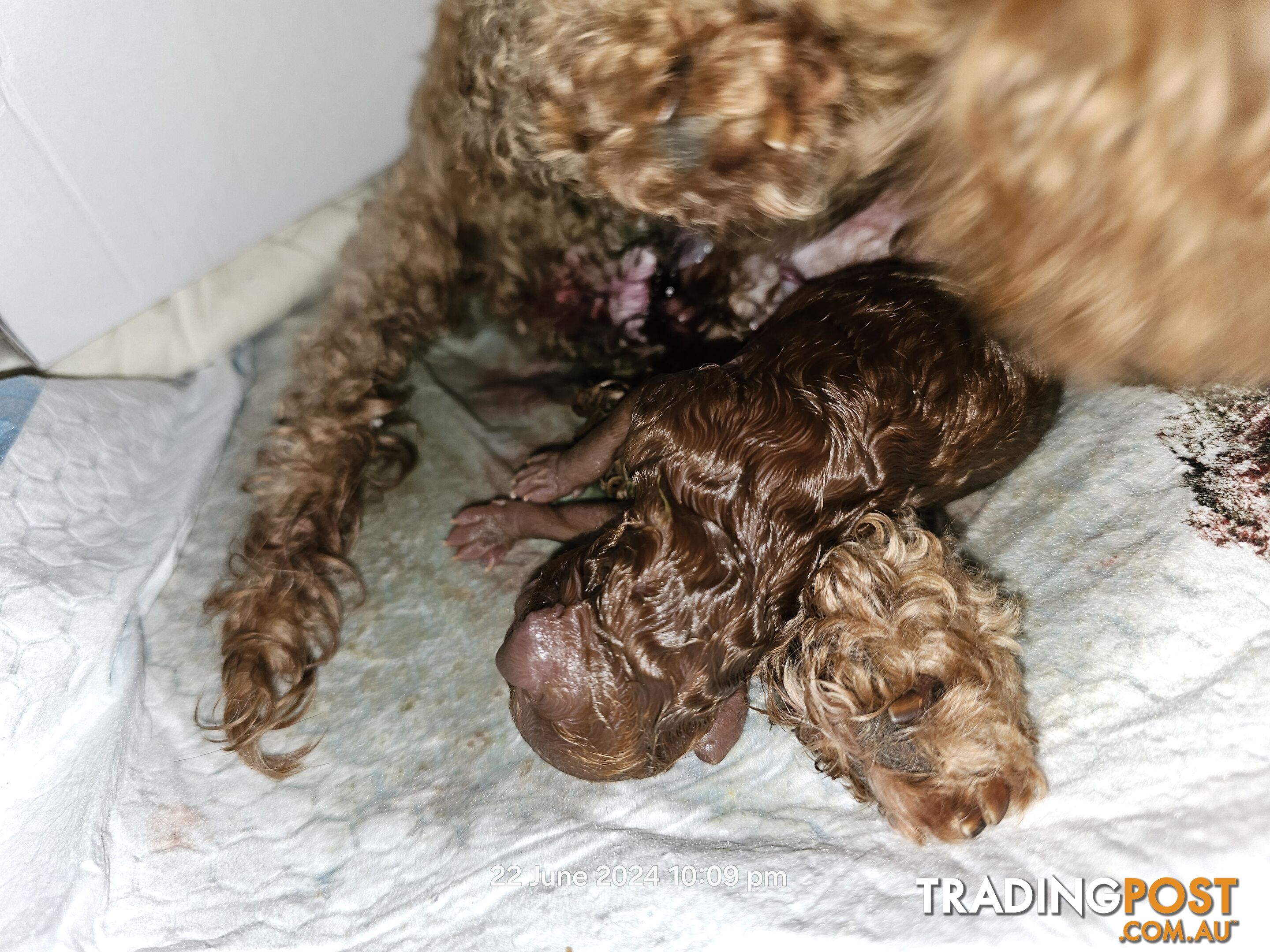 Toy Poodles all purebred