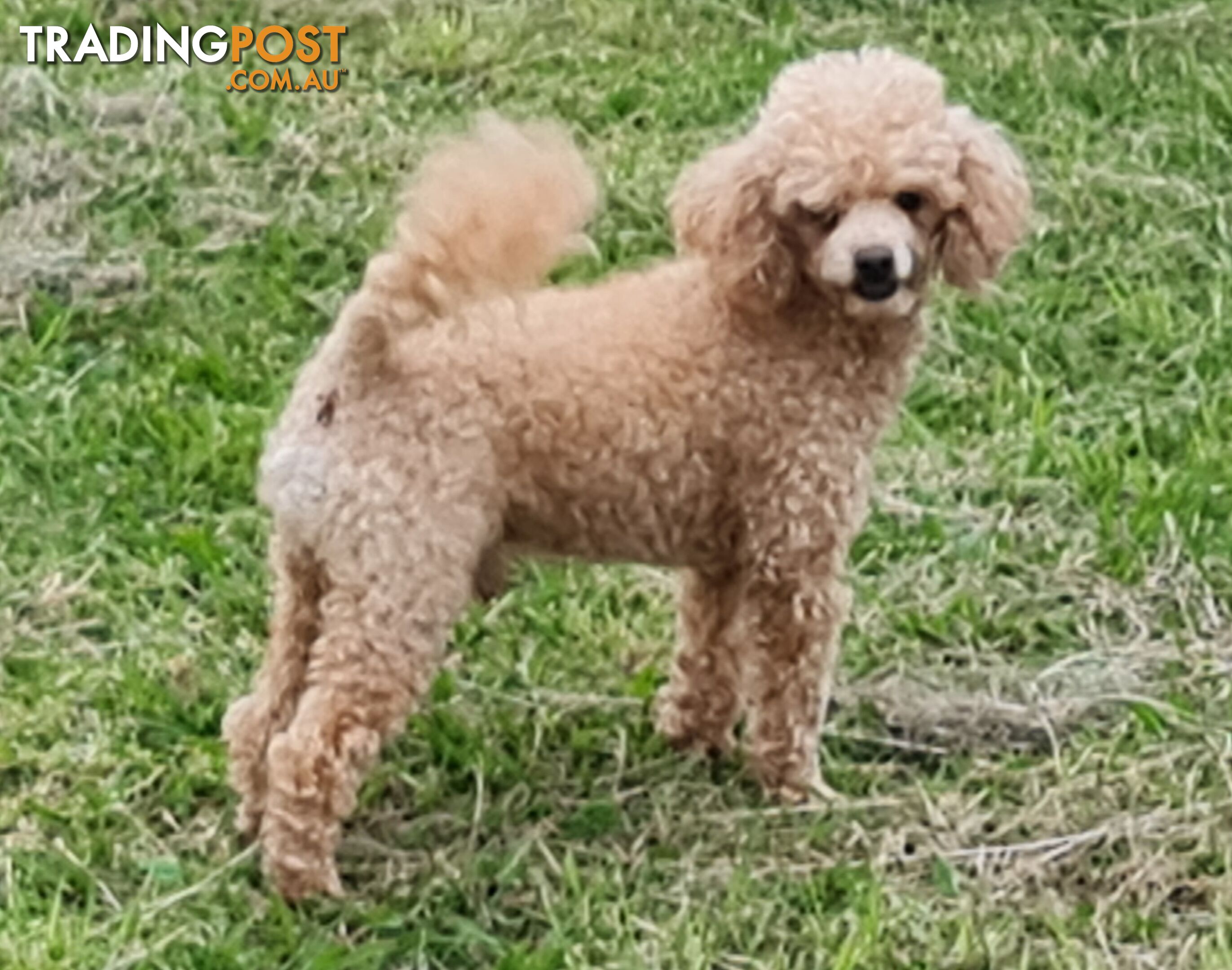 Toy Poodles all purebred