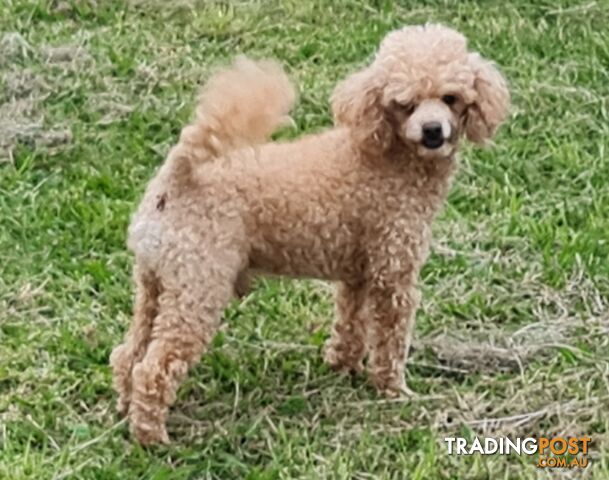Toy Poodles all purebred