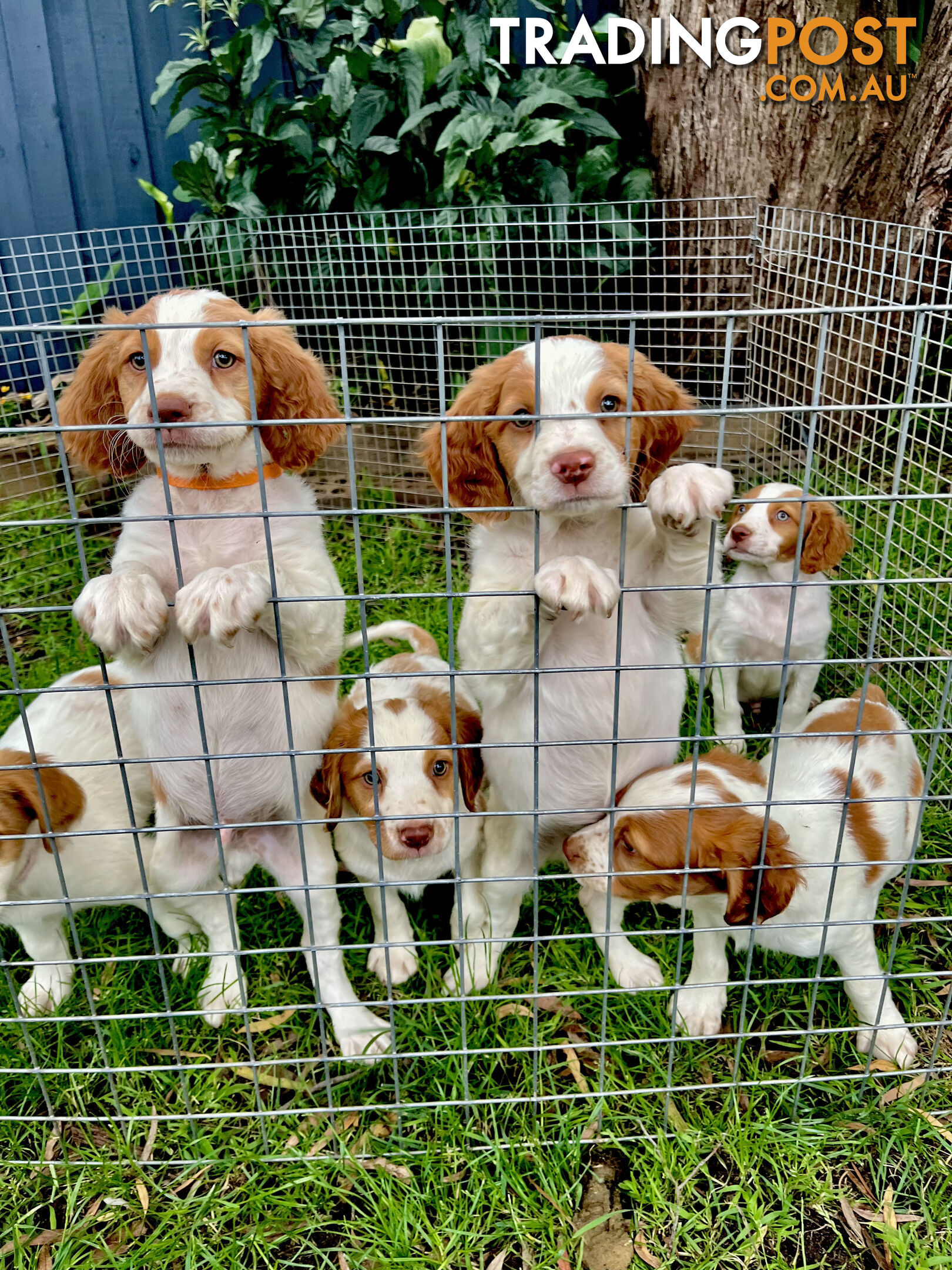 BRITTANY SPANIEL PUPPIES