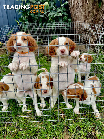 BRITTANY SPANIEL PUPPIES