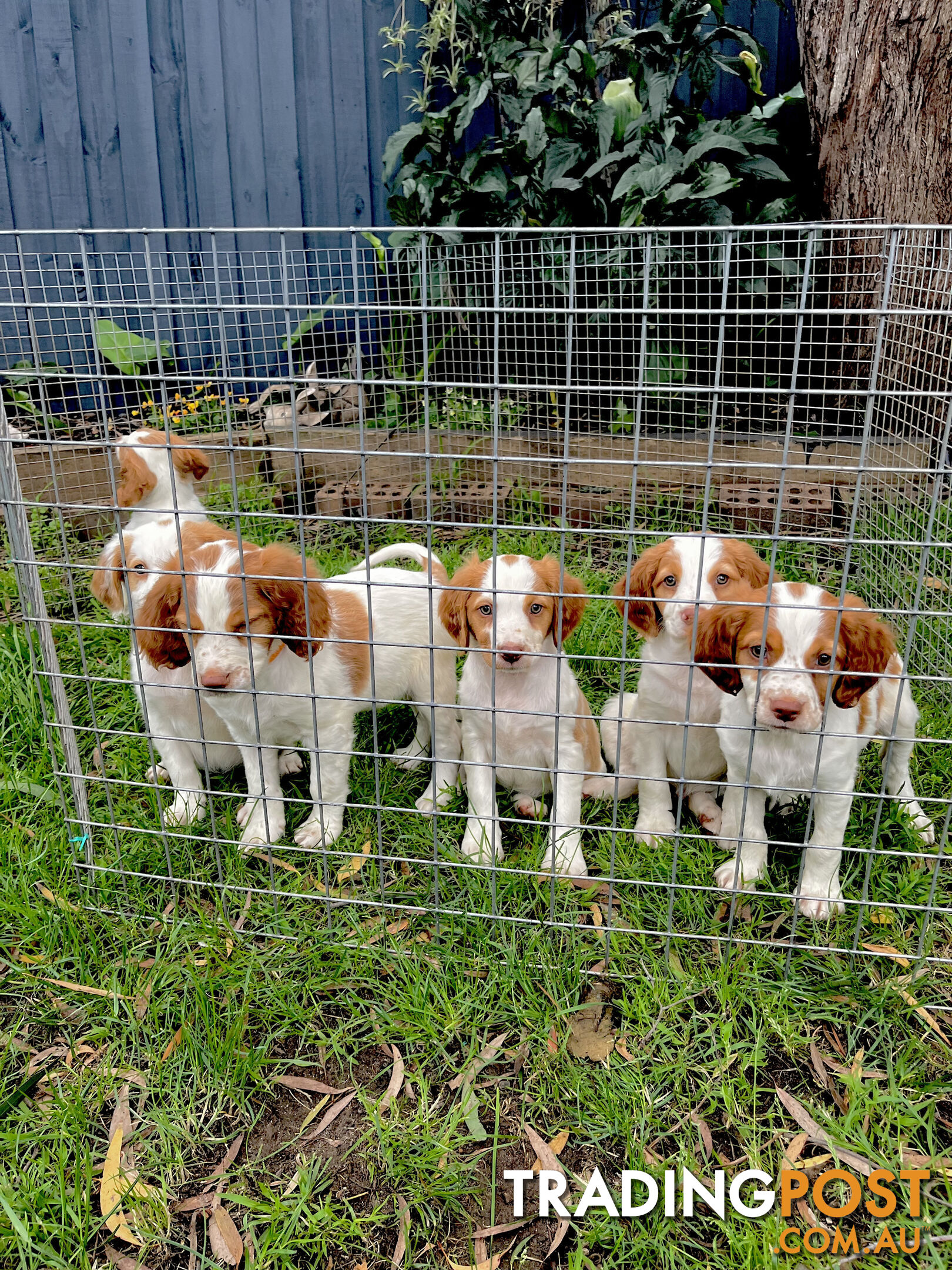 BRITTANY SPANIEL PUPPIES