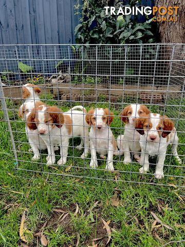 BRITTANY SPANIEL PUPPIES