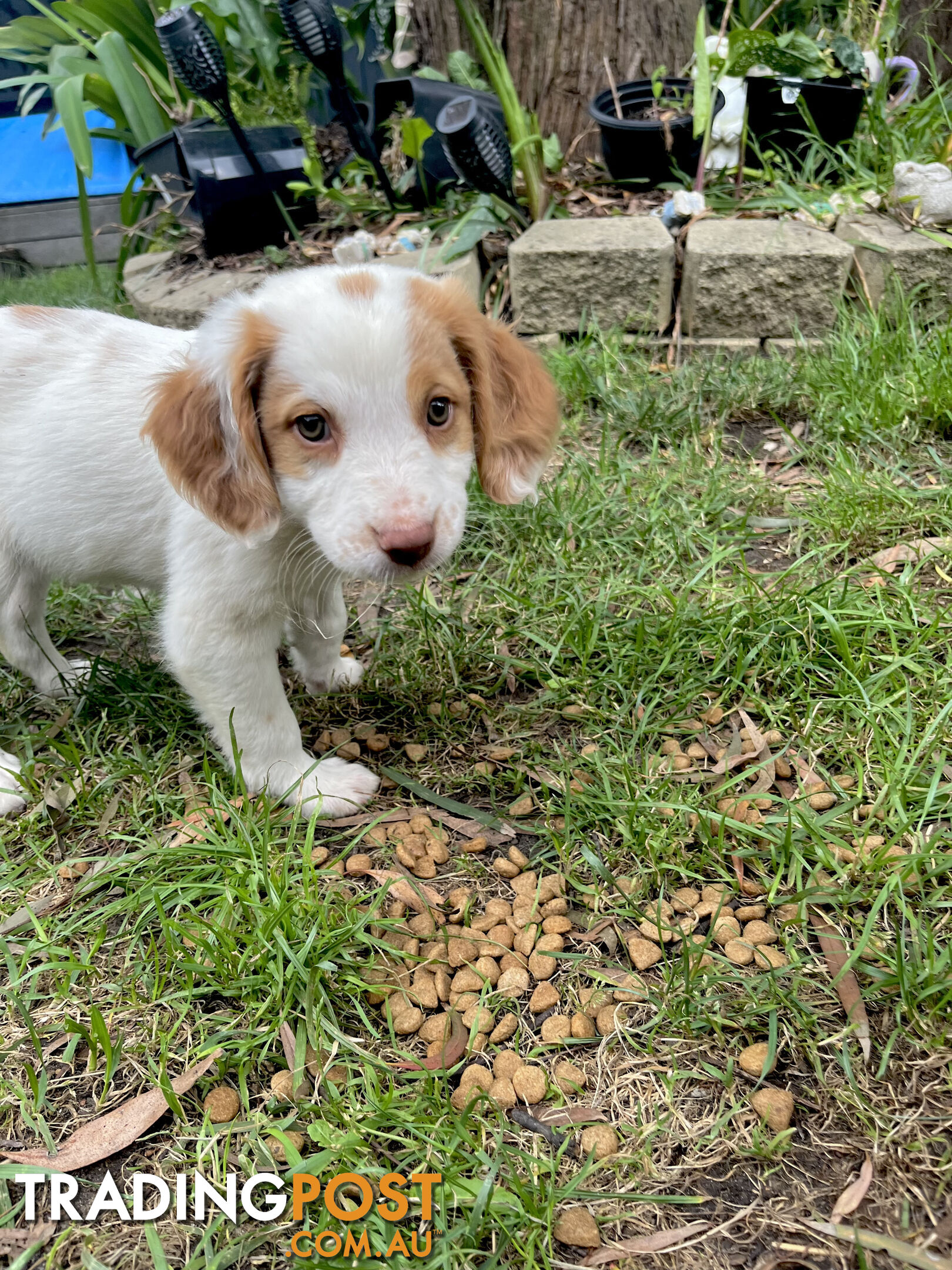 BRITTANY SPANIEL PUPPIES