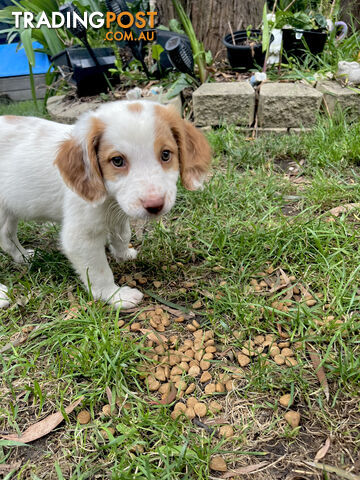 BRITTANY SPANIEL PUPPIES