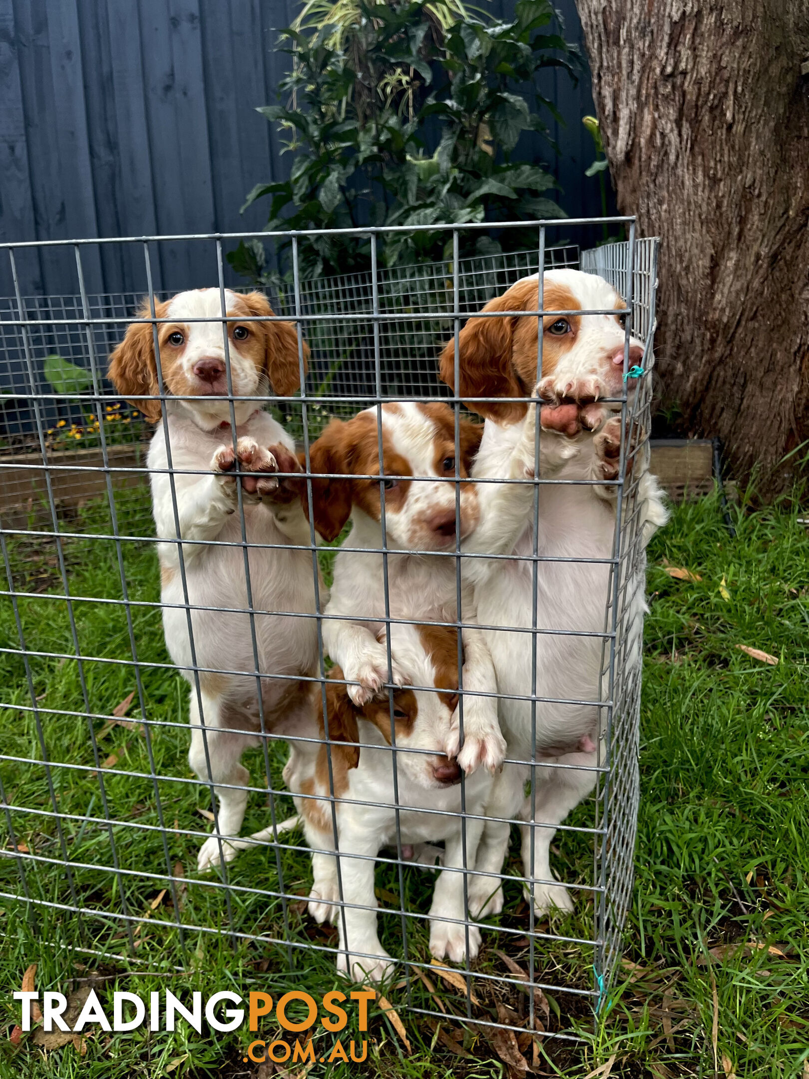 BRITTANY SPANIEL PUPPIES