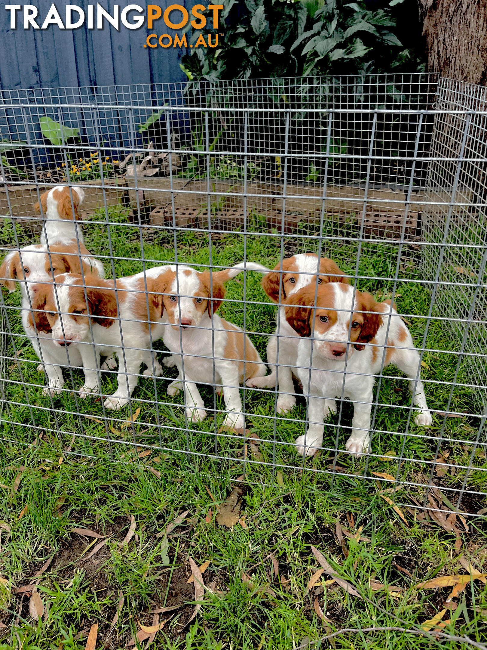 BRITTANY SPANIEL PUPPIES