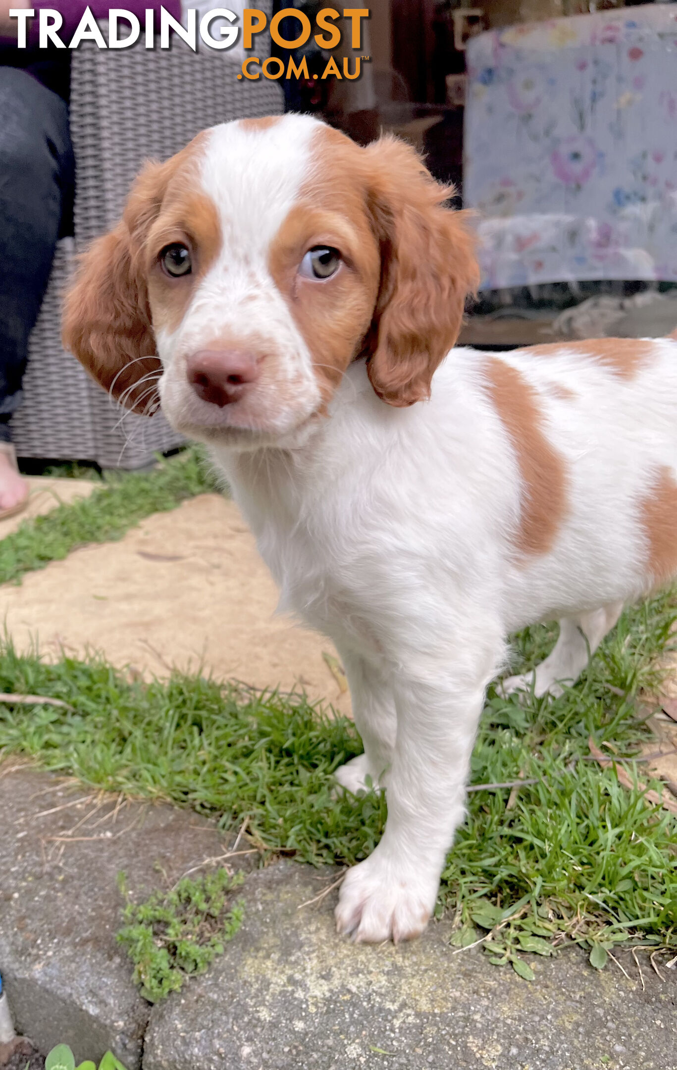 BRITTANY SPANIEL PUPPIES