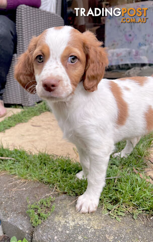 BRITTANY SPANIEL PUPPIES